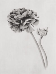 Ranunculus by Joanna Webster at Oehme Graphics