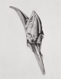 Tulipa by Joanna Webster at Oehme Graphics