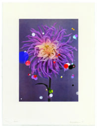 Bloemen: Cactus Dahlia Illusion by Sebastiaan Bremer at Lower East Side Printshop