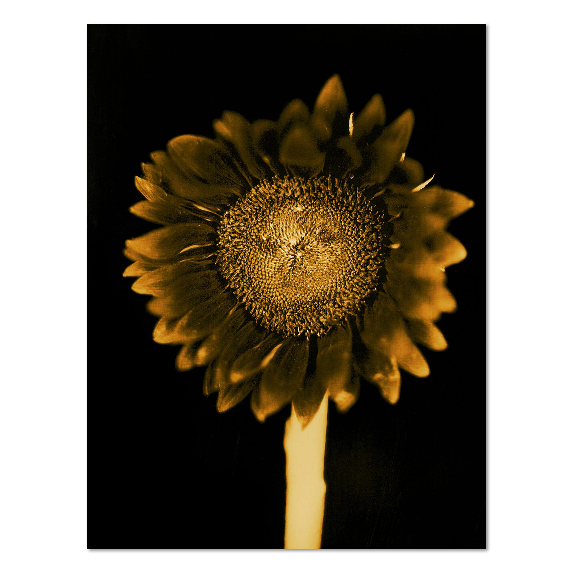 Sunflower by Chuck Close