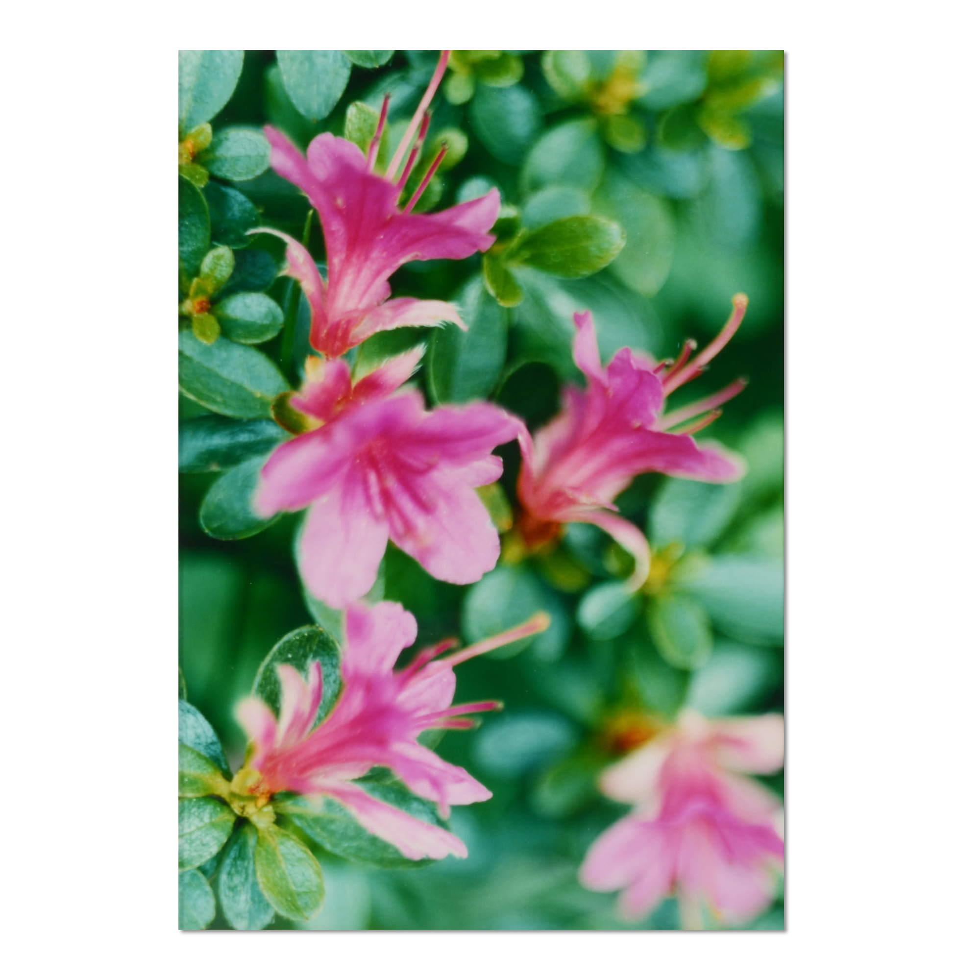 Rosa Azalee by Thomas Struth