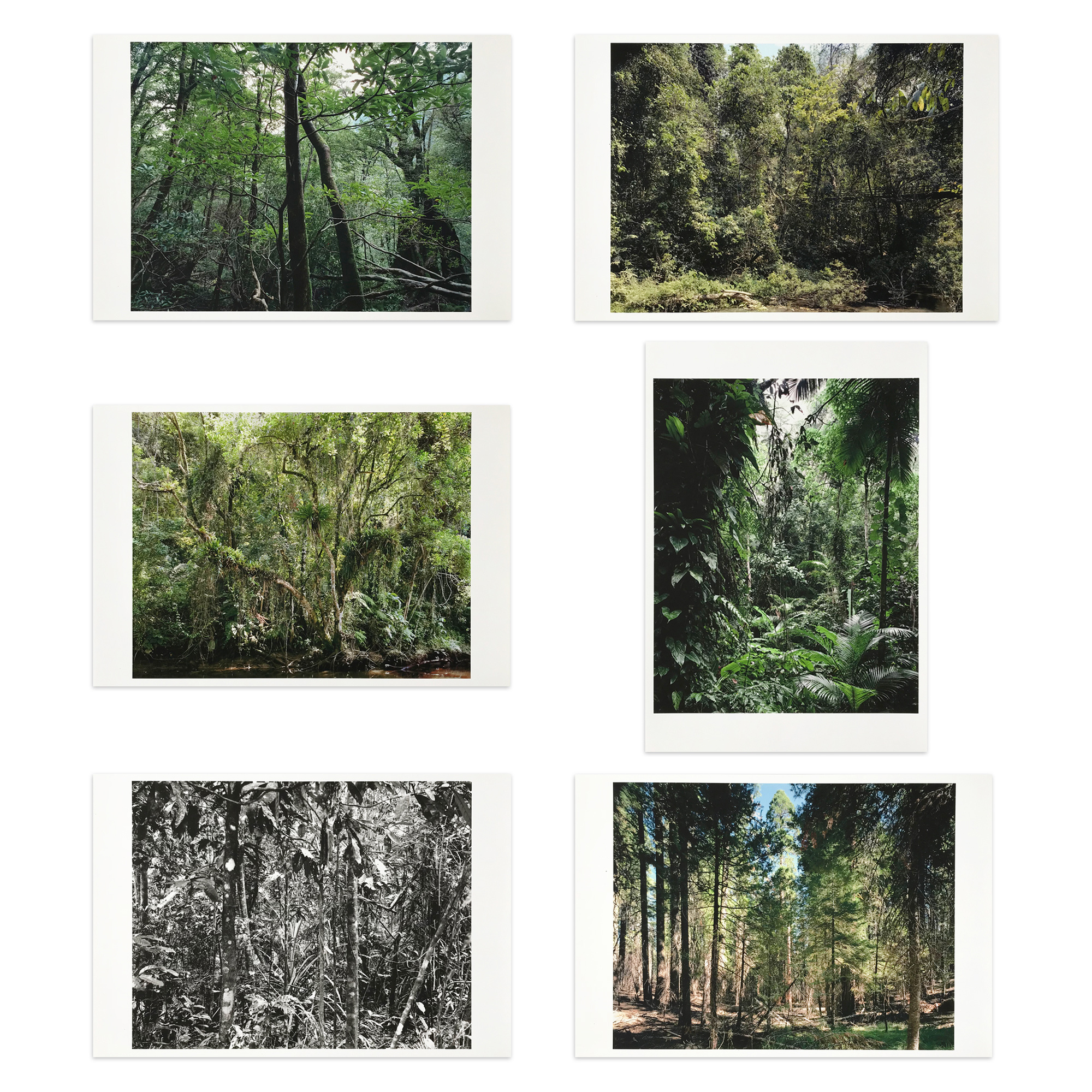 Paradies by Thomas Struth