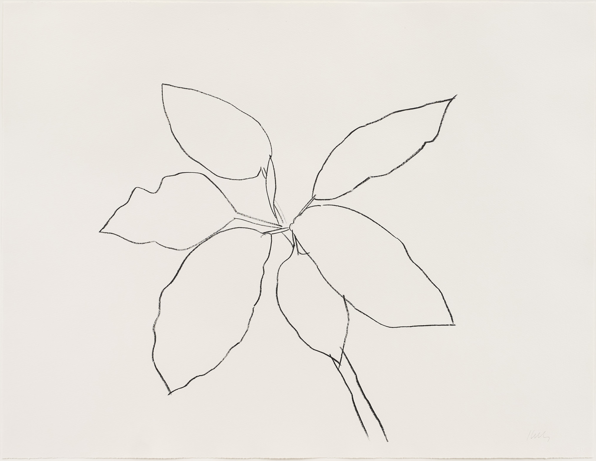 Saint Martin Tropical Plant by Ellsworth Kelly