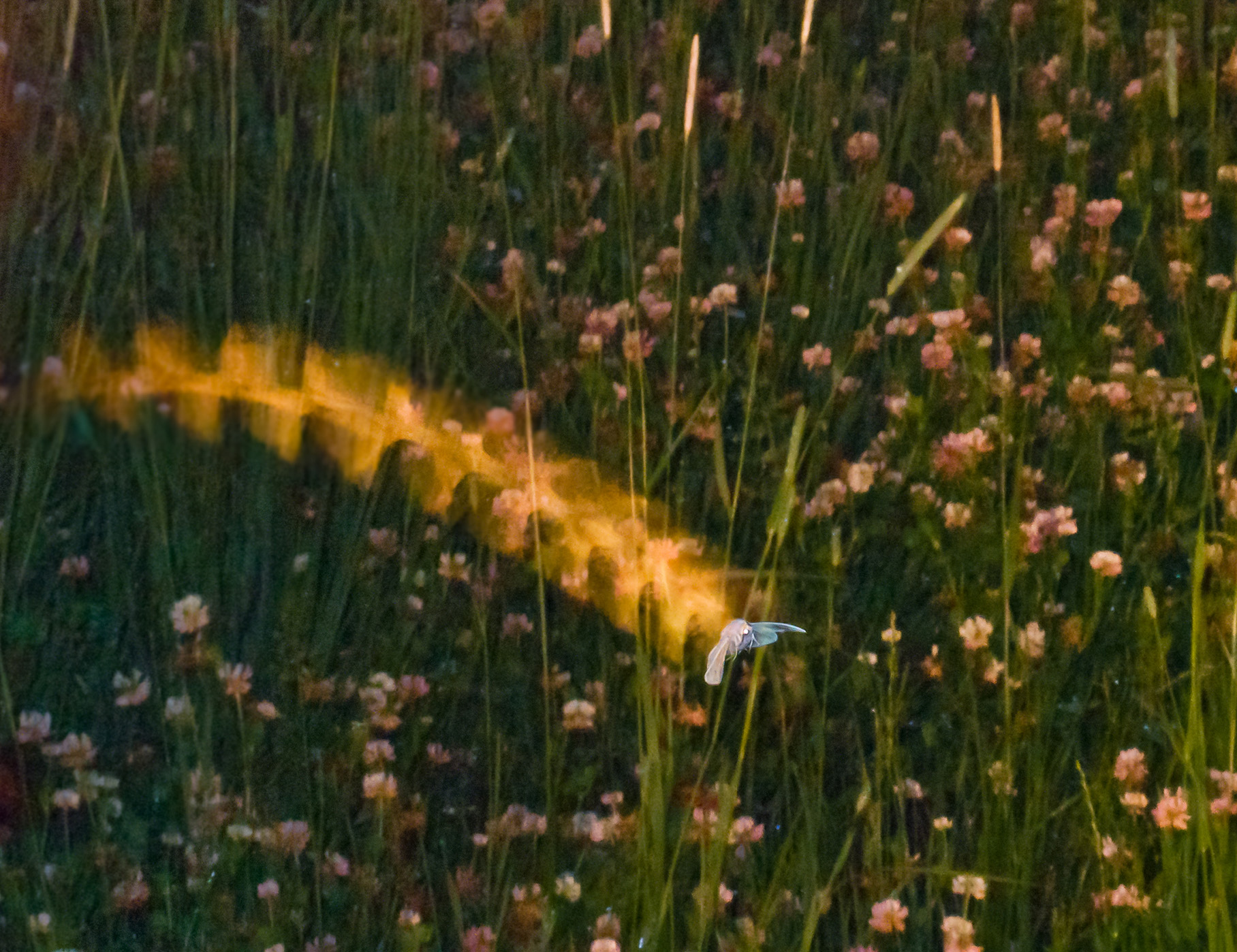 #6 Grasslanding by Paul Mutimear