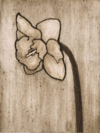 Daffodil 1 by Sari Davidson at Oehme Graphics