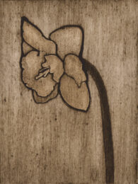 Daffodil 2 by Sari Davidson at Oehme Graphics