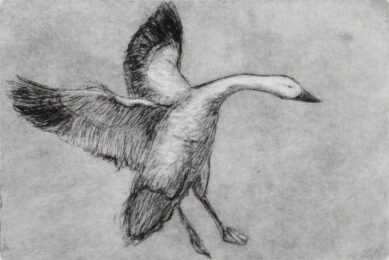 Goose by Sari Davidson at Oehme Graphics