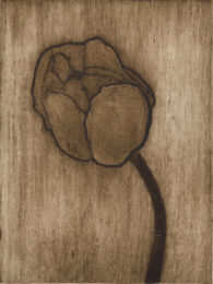 Pink Tulip 1 by Sari Davidson at Oehme Graphics