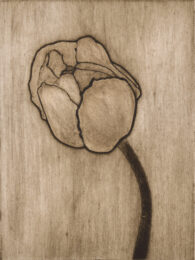 Pink Tulip 2 by Sari Davidson at Oehme Graphics