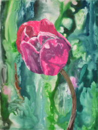Pink Tulip 3 by Sari Davidson at Oehme Graphics