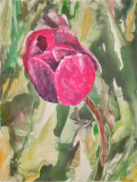 Pink Tulip 5 by Sari Davidson at Oehme Graphics