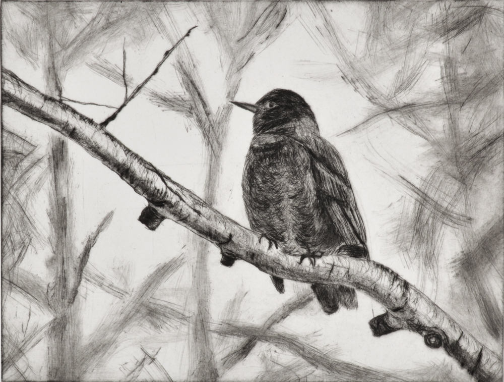Robin 2 by Sari Davidson
