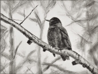 Robin 2 by Sari Davidson at Oehme Graphics