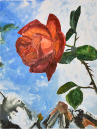 Rose 2 by Sari Davidson at Oehme Graphics
