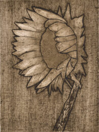 Sunflower 1 by Sari Davidson at Oehme Graphics