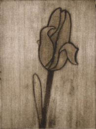 Yellow Tulip 1 by Sari Davidson at Oehme Graphics