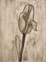 Yellow Tulip 2 by Sari Davidson at Oehme Graphics