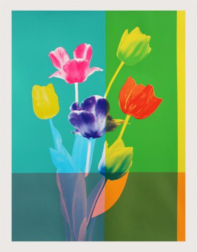 Tulips by Kate Gibb