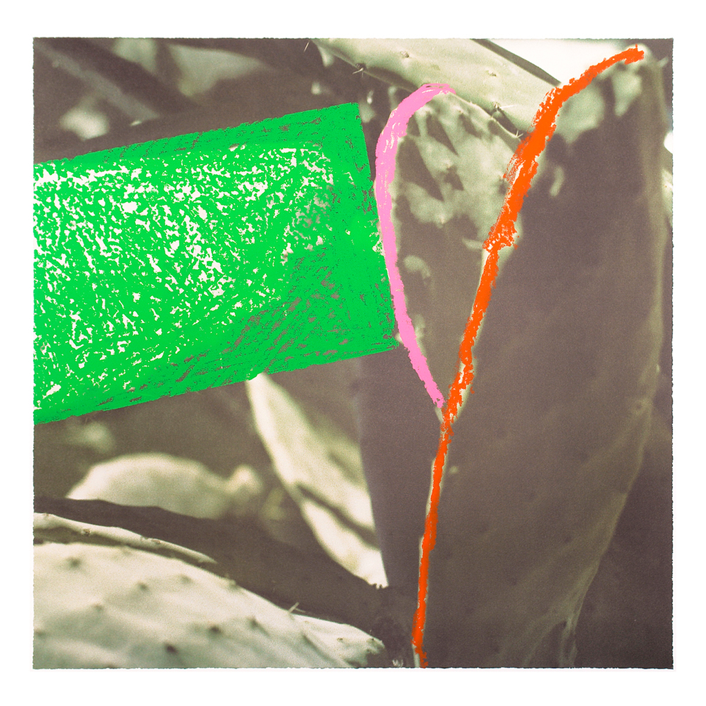 Cactus by John Baldessari