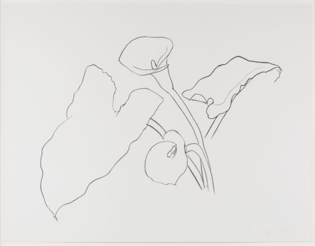 Calla Lily I, from the Series of Plant and Flower Lithographs by Ellsworth Kelly at