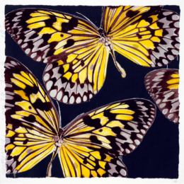 Monarchs by Donald Sultan at Maune Contemporary