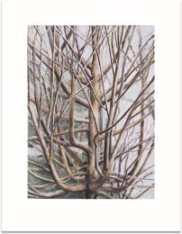 The Maple Tree by Sylvia Plimack Mangold at Krakow Witkin Gallery