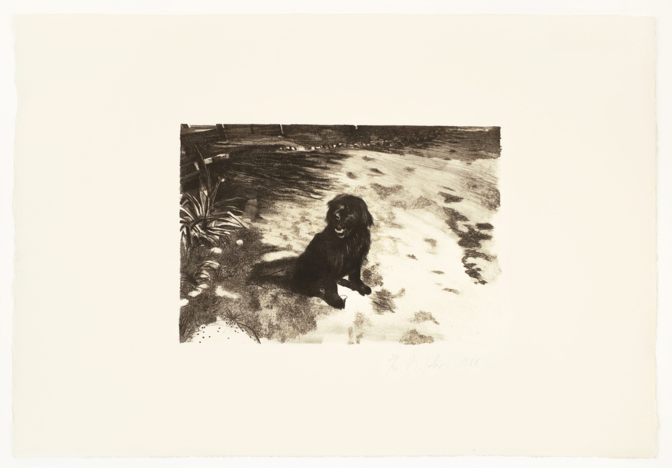 Dog by Michele Zalopany