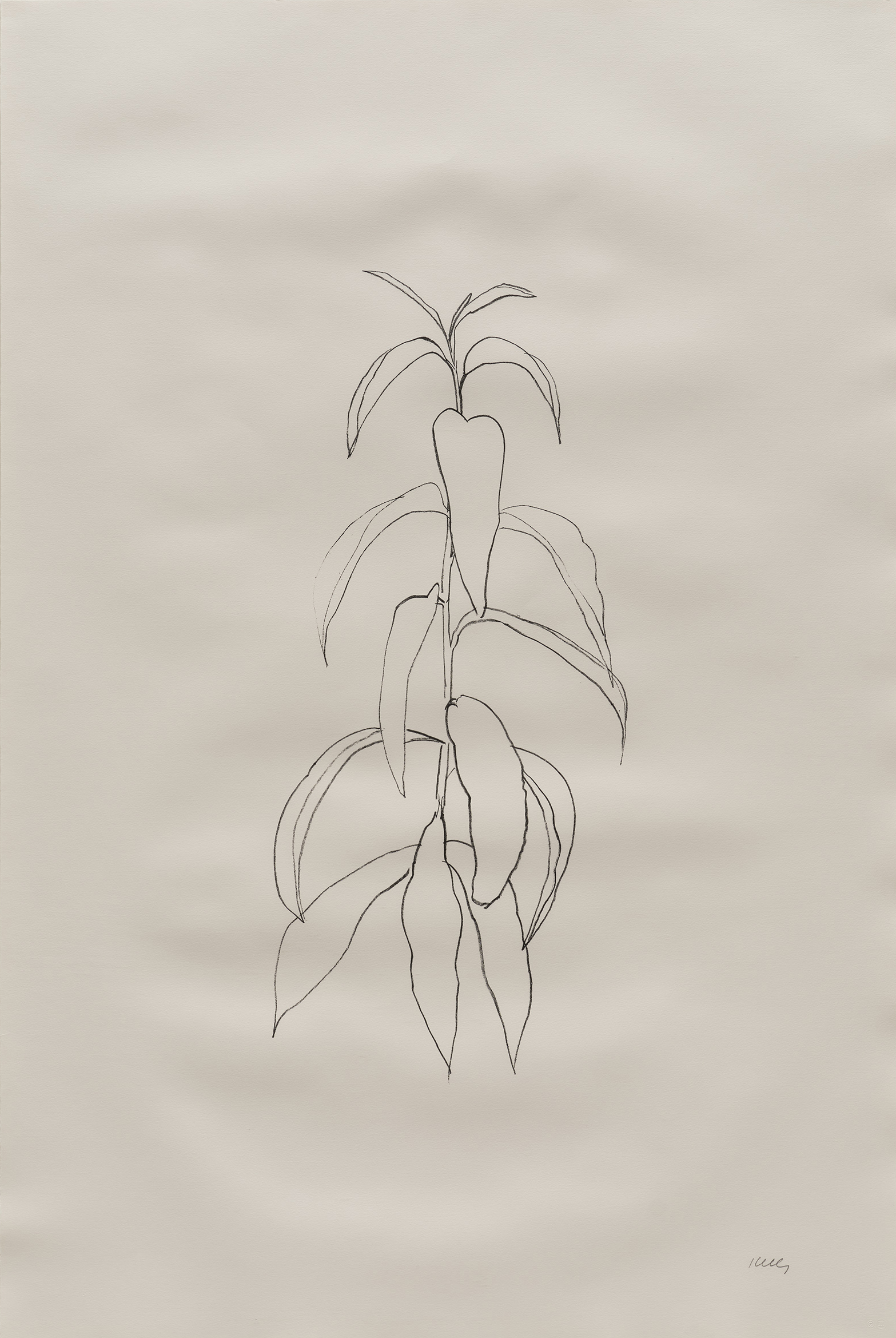 Peach Branch by Ellsworth Kelly