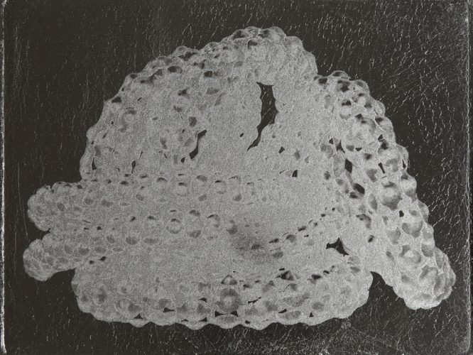 Spectro VIII, Argentum Serpens by Flora Assumpção at