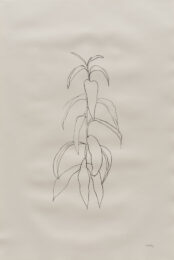 Peach Branch by Ellsworth Kelly at Susan Sheehan Gallery
