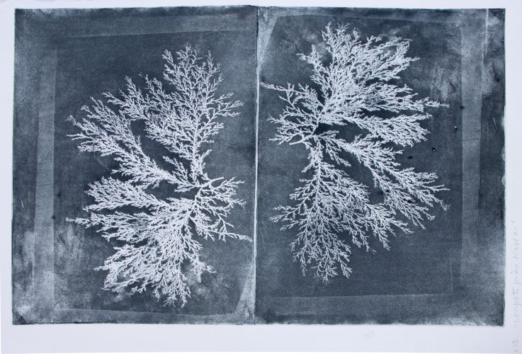 Black Coral (Seaweed inside Notebook) by Ana Kesselring at