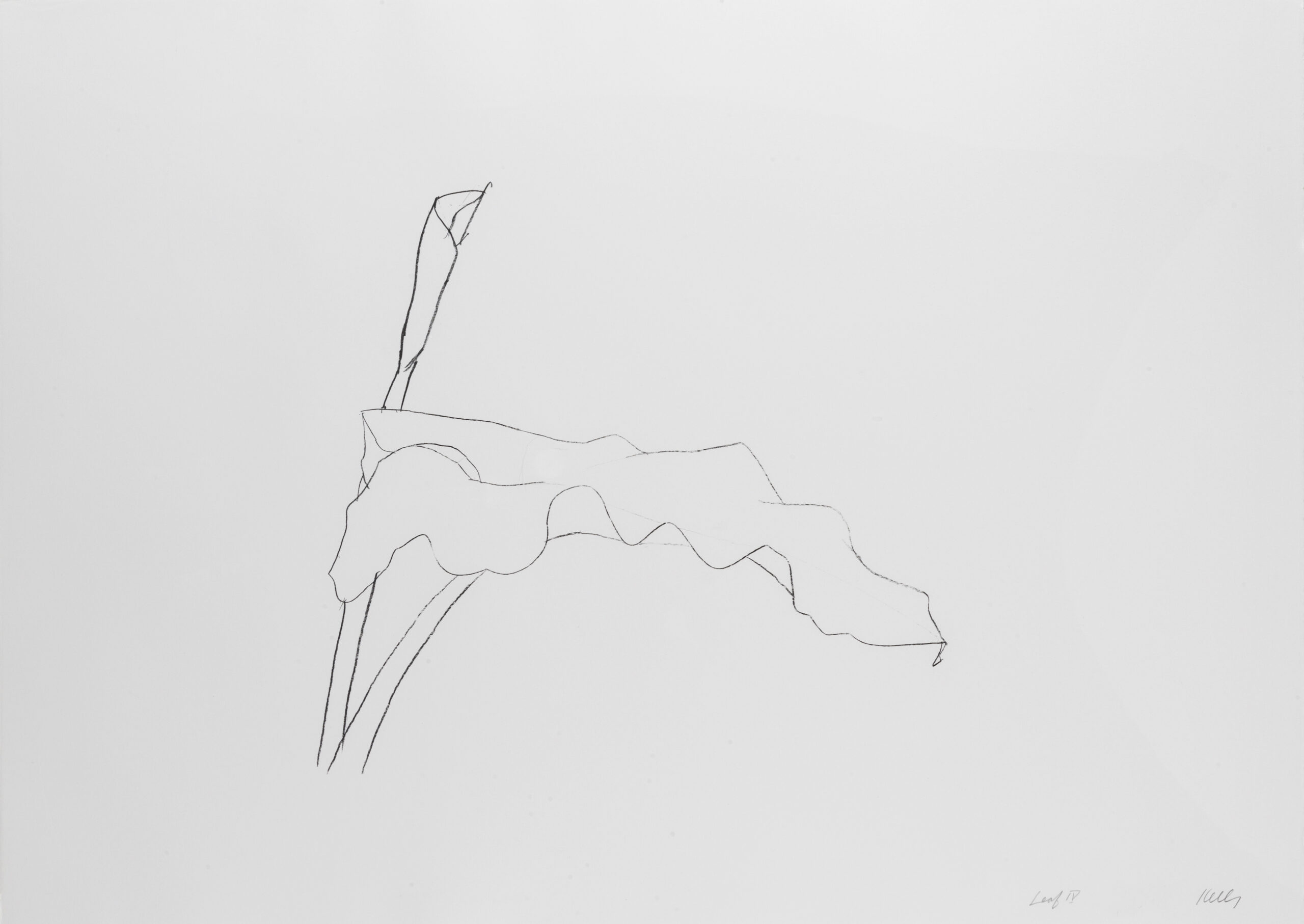Leaf Iv by Ellsworth Kelly