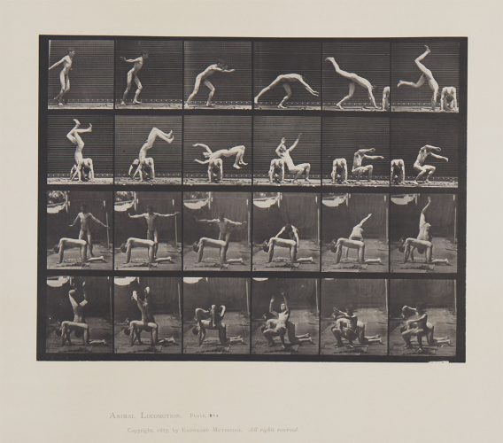 Animal Locomotion, Plate 364 by Eadweard Muybridge at