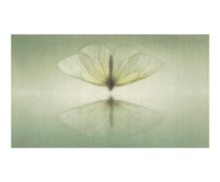 Mirage by Mikio Watanabe at ebo Gallery