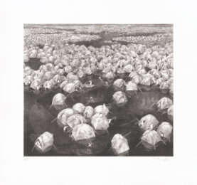 Isolated Pond by Manabu Ikeda at Tandem Press (IFPDA)