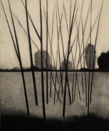 Leafless saplings by Robert Kipniss at ebo Gallery