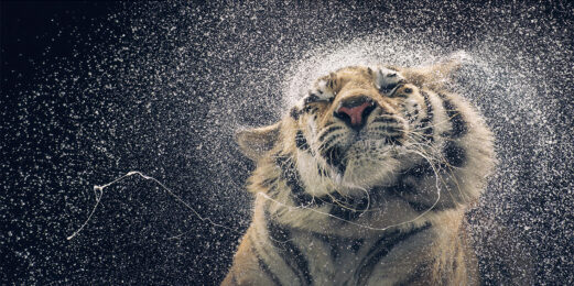 Kanja Shaking by Tim Flach at Osborne Samuel Gallery