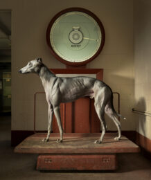 Kinda Ready by Tim Flach at Osborne Samuel Gallery