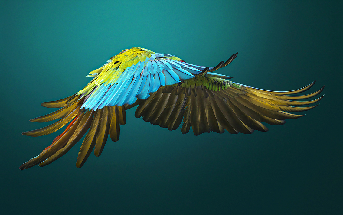 Military Macaw Side On by Tim Flach