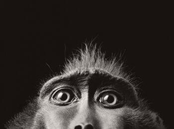 Monkey Eyes by Tim Flach at Osborne Samuel Gallery
