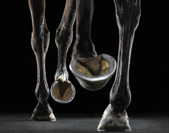 Newmarket Treadmill by Tim Flach at Osborne Samuel Gallery