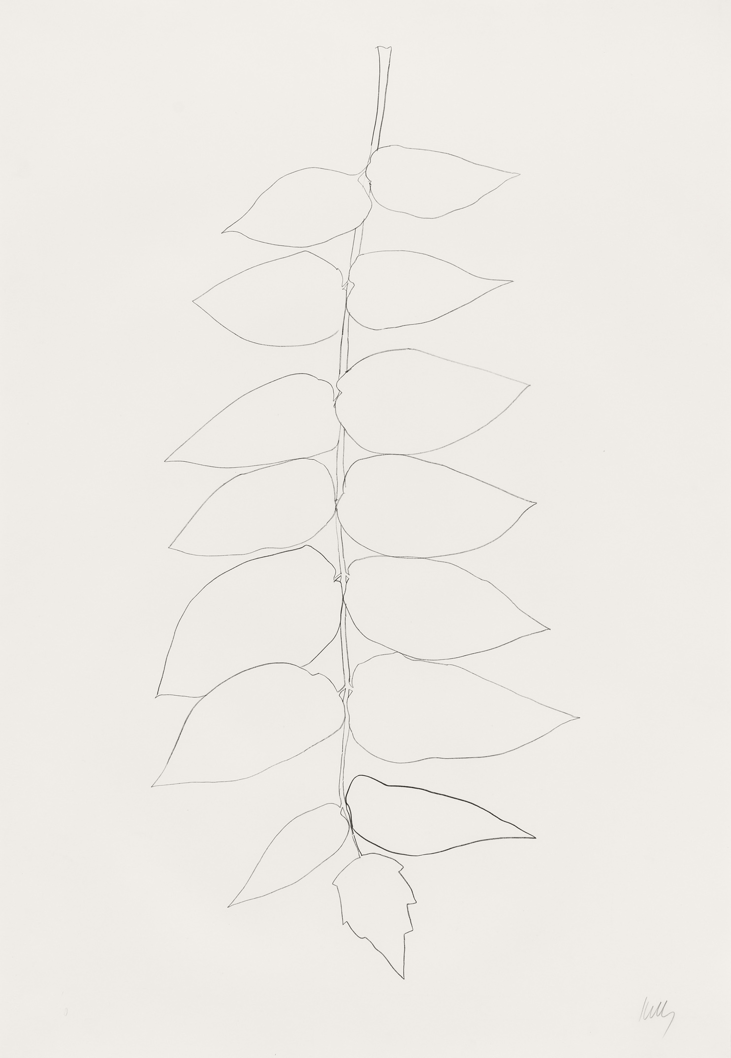 Ailanthus Leaves II (Vernis du Japon II) by Ellsworth Kelly