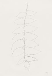 Ailanthus Leaves II (Vernis du Japon II) by Ellsworth Kelly at Susan Sheehan Gallery