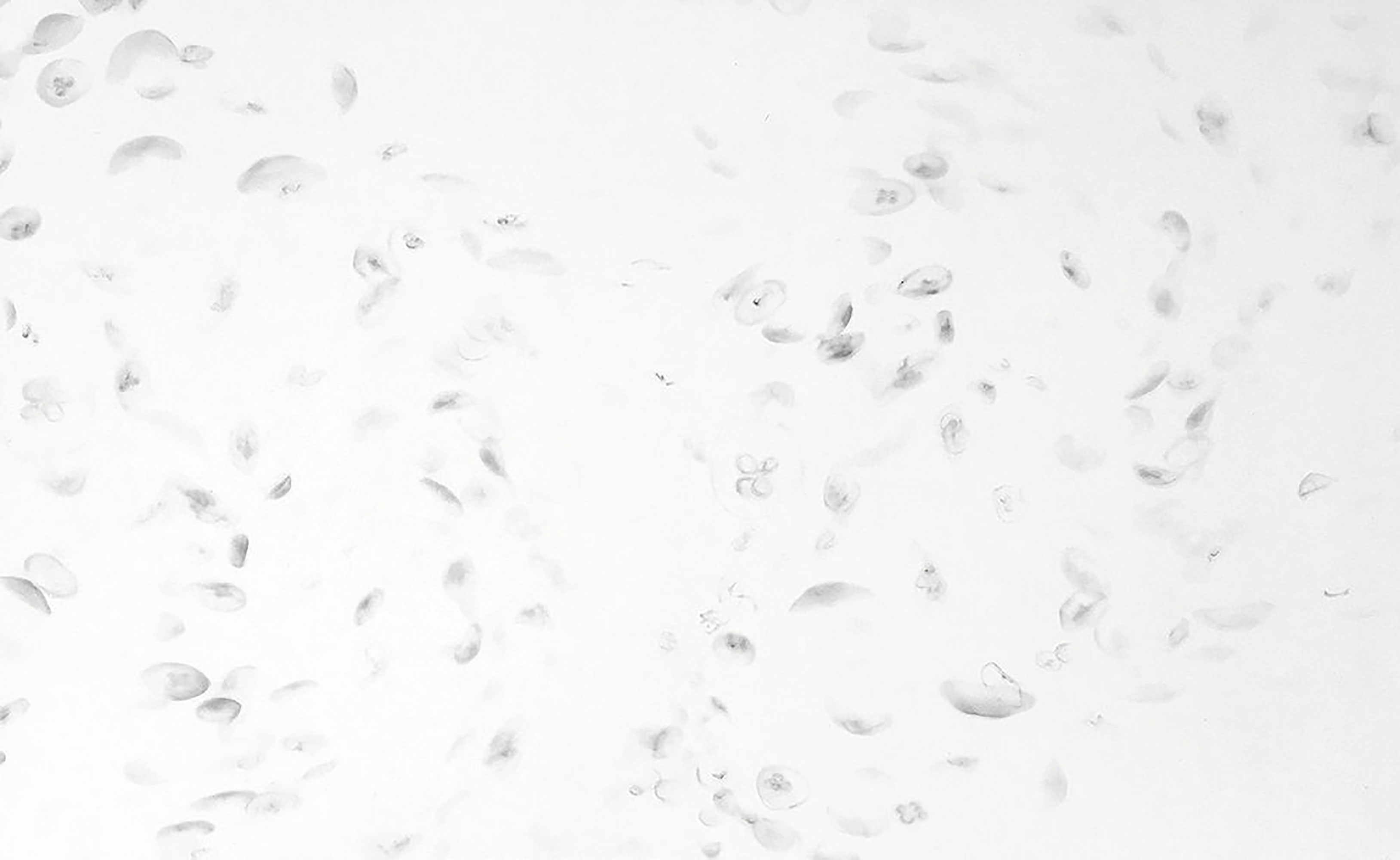 Jellies 2 by Ashley Oubré