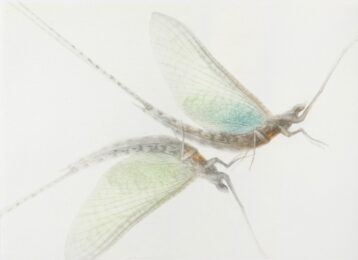 Les Ephemers by Mikio Watanabe at ebo Gallery