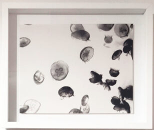 Untitled (Jelly Fish) by Ashley Oubré at Robert Fontaine Gallery