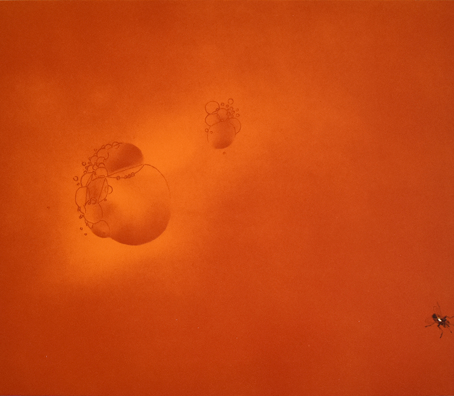 Boiling Blood, Fly by Ed Ruscha
