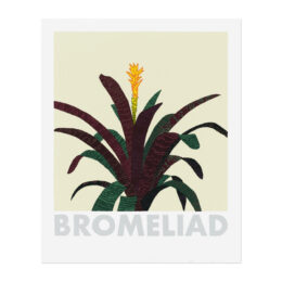 Bromeliad by Jonas Wood at MLTPL