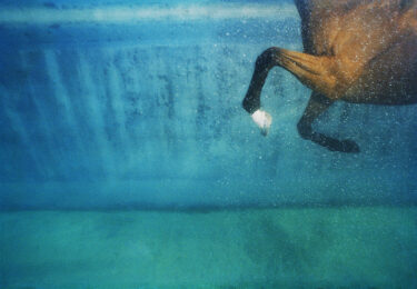 Equus on Blue by Tim Flach at Osborne Samuel Gallery