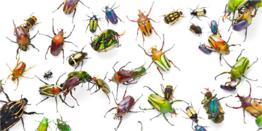 Flower Beetles by Tim Flach at Osborne Samuel Gallery